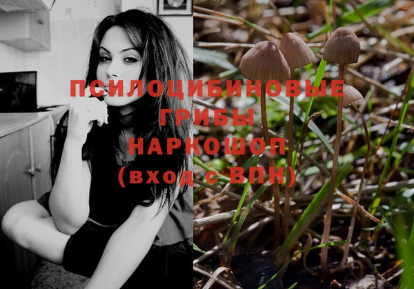 стаф Медногорск